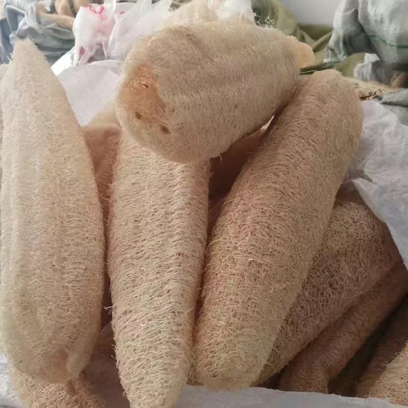 丝瓜络水瓜丝瓜瓢洗碗神器笨瓜菜丝瓜老丝瓜瓤