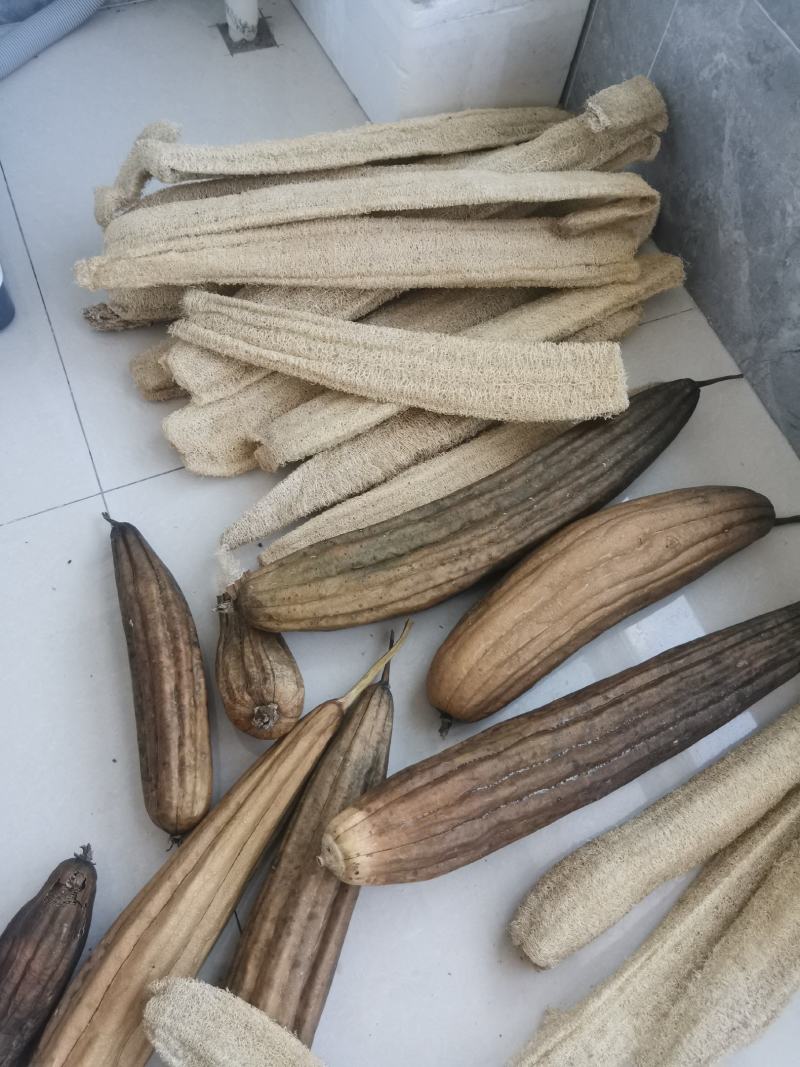丝瓜络水瓜丝瓜瓢洗碗神器笨瓜菜丝瓜老丝瓜瓤