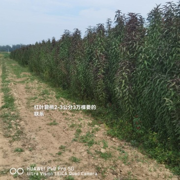 红叶碧桃