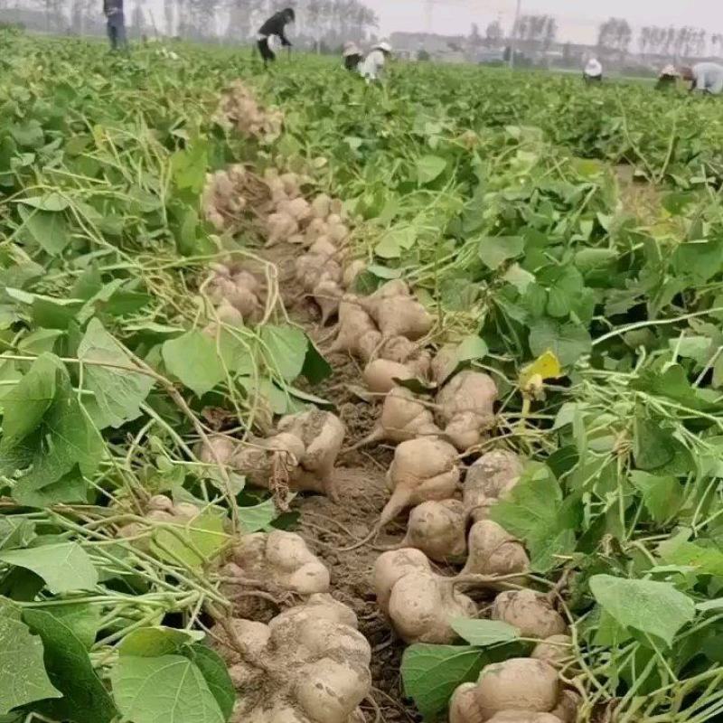 地瓜凉薯大量出货中，口感脆嫩，细腻多汁。