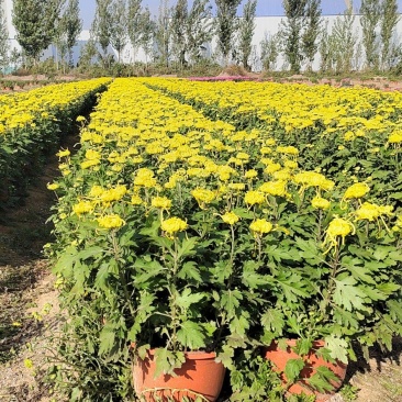 菊花