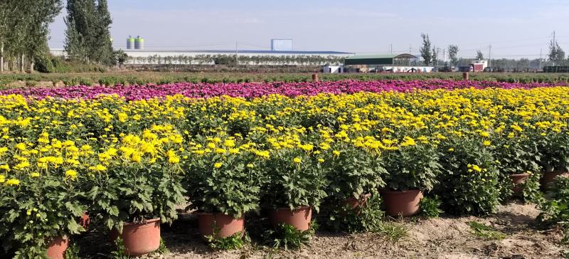 菊花