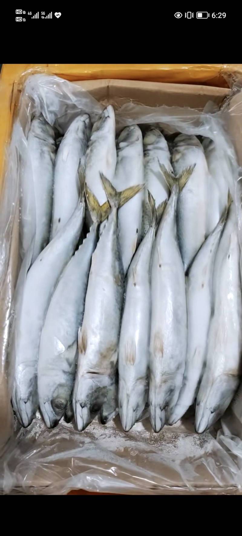 鲐鲅鱼到货各个规格的都有货！船冻，水冻的，手摆，乱摆的