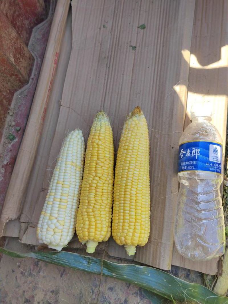 水果玉米太阳花系列鲜玉米代发全国