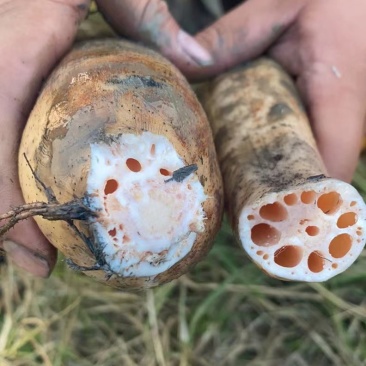 红牙打粉藕，可以打粉，可以做电商，粉粉糯糯