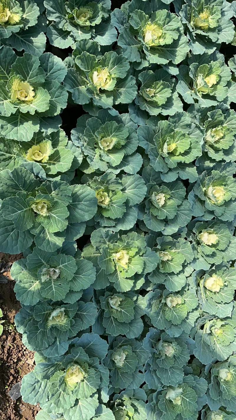 羽衣甘蓝，基地发货，耐寒植物，自培自育，欢迎大家选购