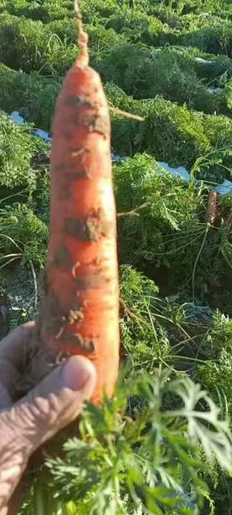 河北胡萝卜，适合各大市场，加工厂，诚信发货…