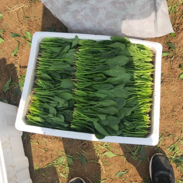 精品菠菜、专业团队，