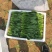 精品菠菜、专业团队，