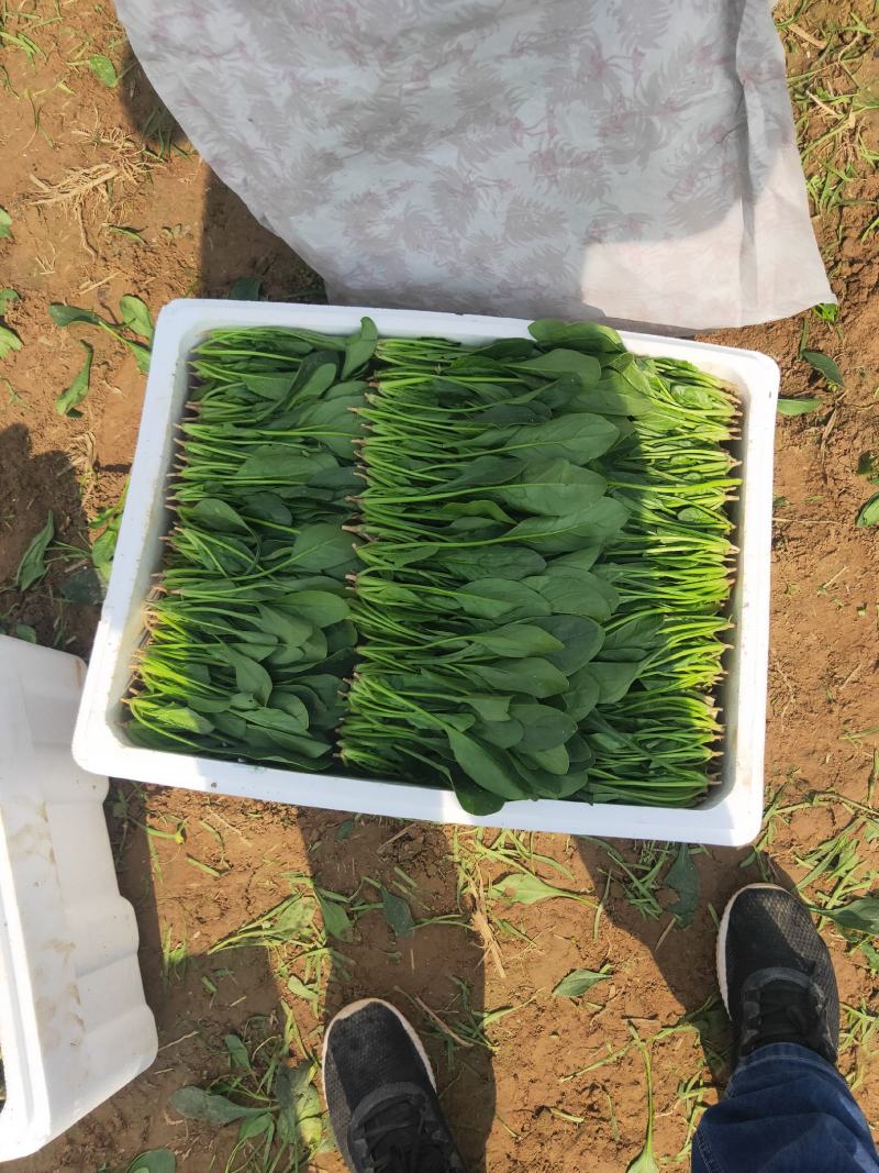 精品菠菜、专业团队，