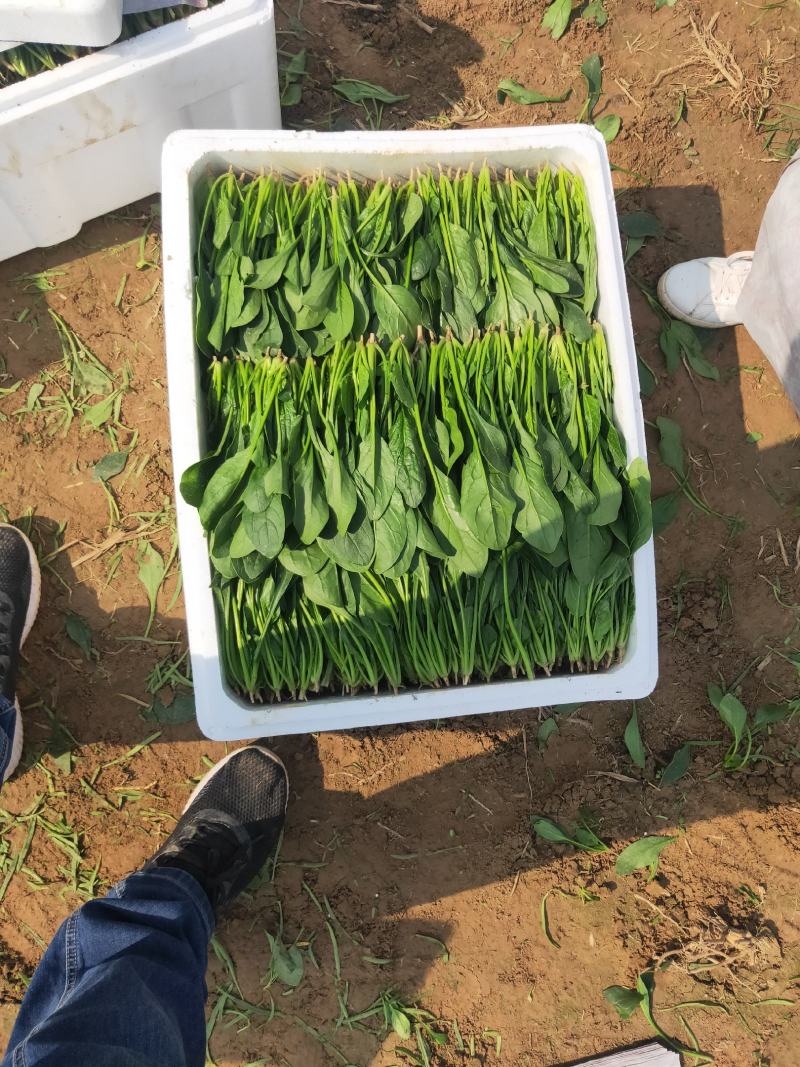 精品菠菜、专业团队，