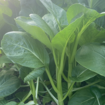 上海菜苔菜心，基地直供，常年有货，中花芥蓝，一手货源