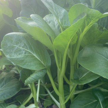 上海菜苔菜心，基地直供，常年有货，中花芥蓝，一手货源