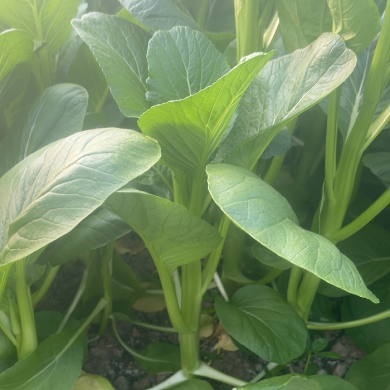 上海金山菜心，杭白菜，小青菜，芥蓝，一手货源，农户对接