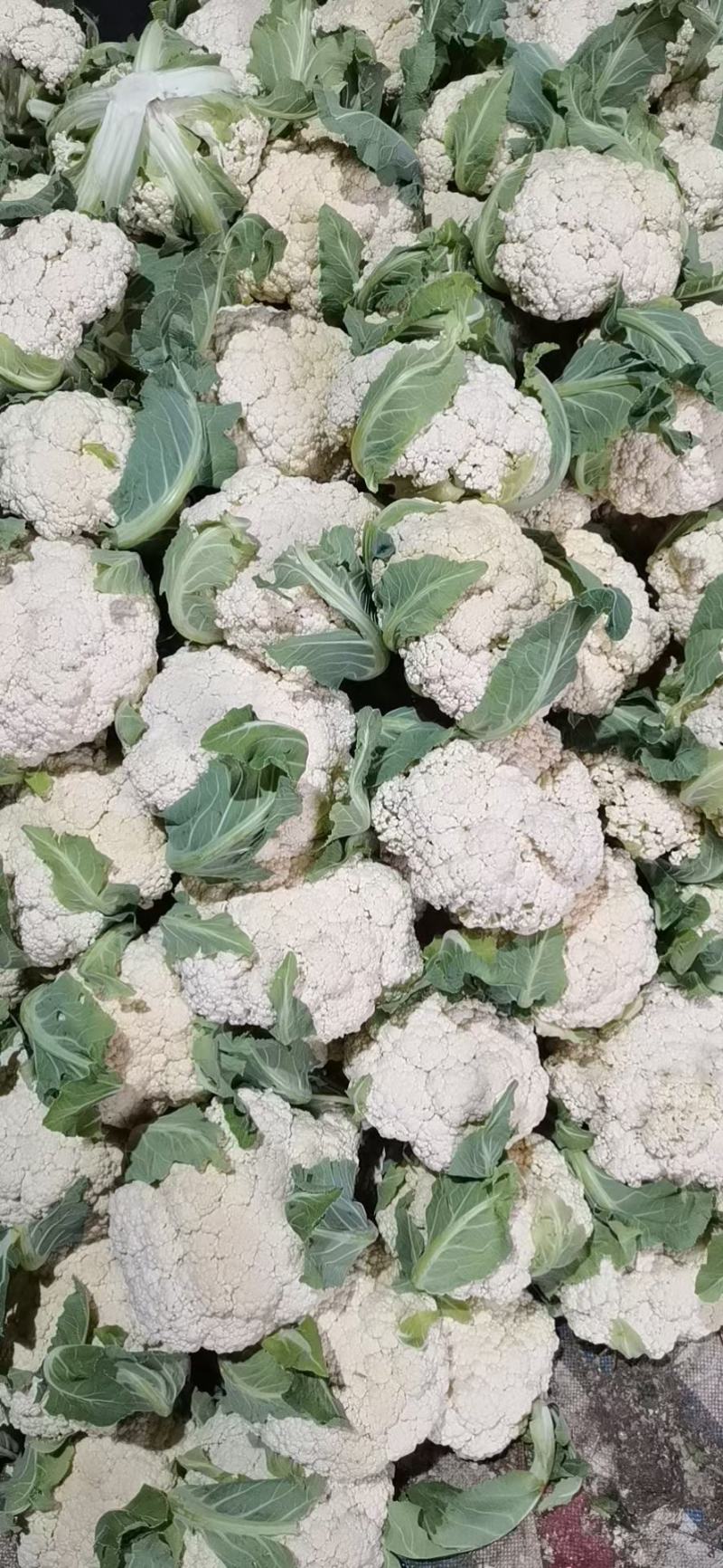 江苏省徐州市沛县大量供应精神有机散花，甘蓝，西兰花，，
