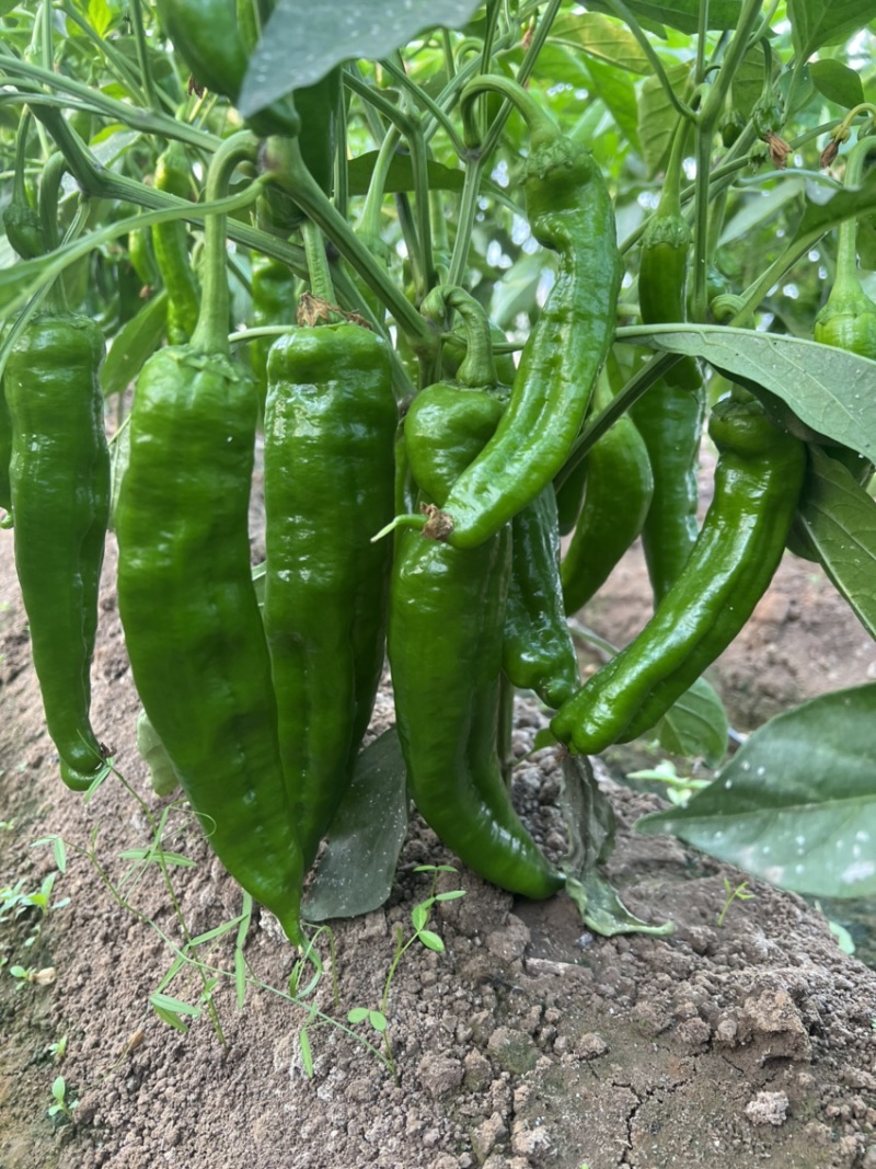 大棚种植辣椒精品泡椒鲜辣椒精品薄皮大青椒