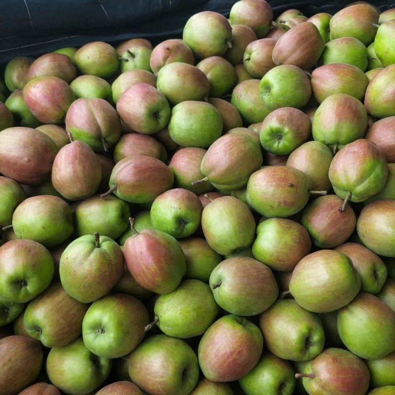 新梨七号！香梨系列产品！库尔勒香梨！皮薄酥脆，细腻无渣。