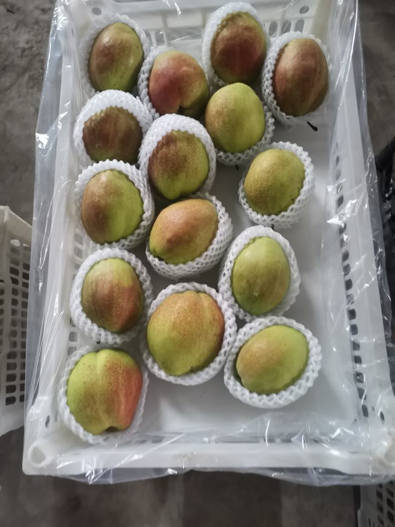新梨七号！香梨系列产品！库尔勒香梨！皮薄酥脆，细腻无渣。