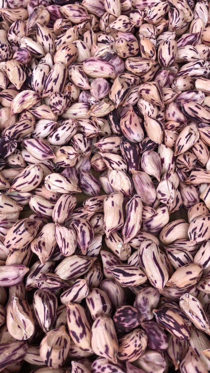 云南普洱特产新鲜晒干原味生的七彩花生米！