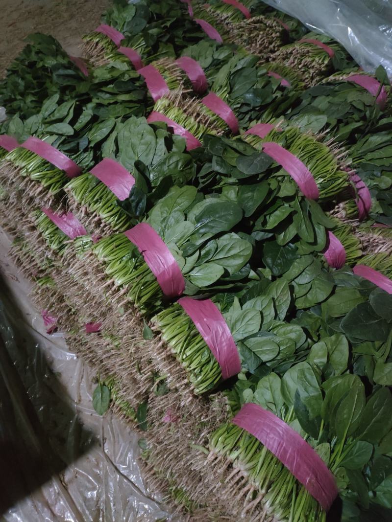 精品万亩菠菜，产地发货对接全国，保质保量视频看货