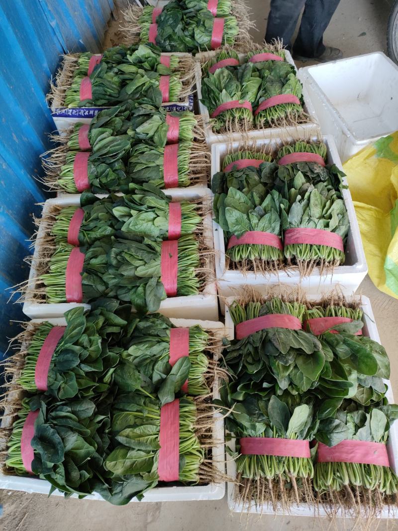 精品万亩菠菜，产地发货对接全国，保质保量视频看货