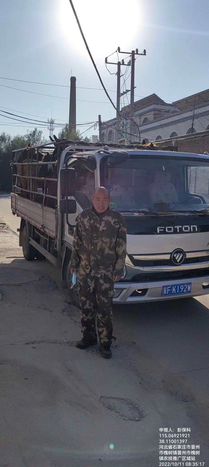 出售肥马