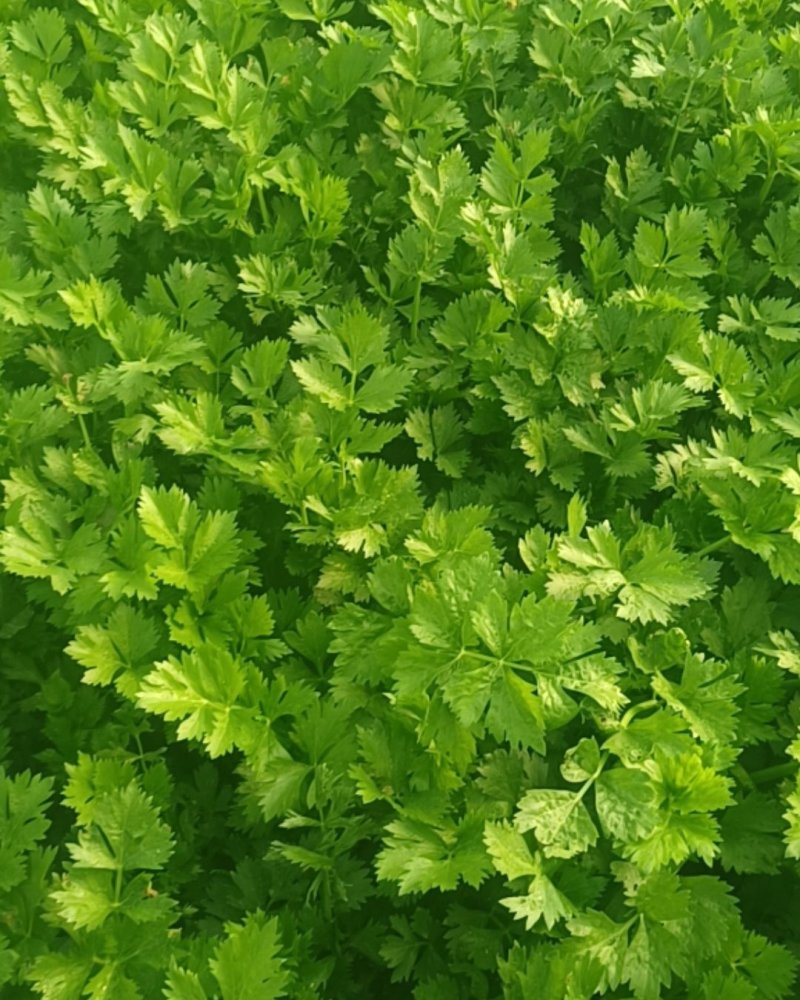 蔬菜