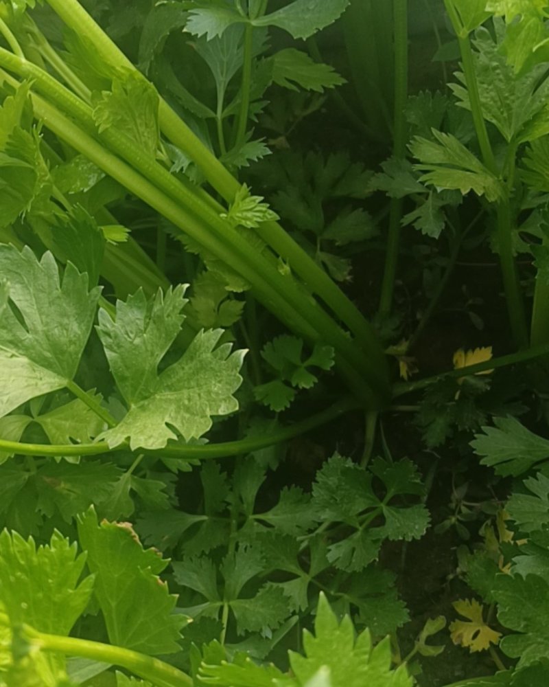 蔬菜