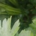 蔬菜