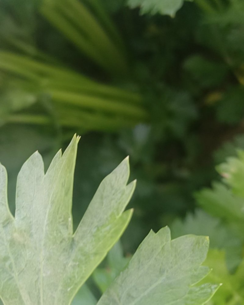 蔬菜