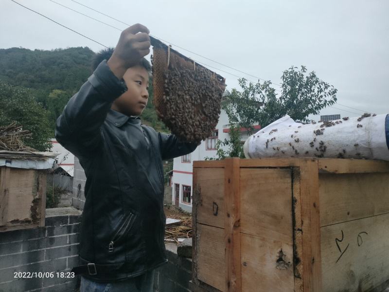 土蜂蜜