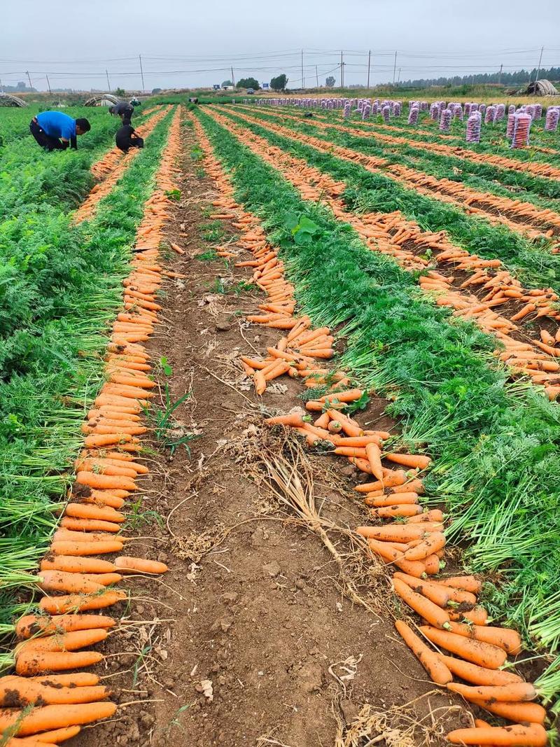 （精品三红胡萝卜）电商土萝卜，水洗胡萝卜万亩基地大量有货