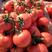 山东西红柿，费县西红柿，硬粉西红柿，产地直供，质量精品