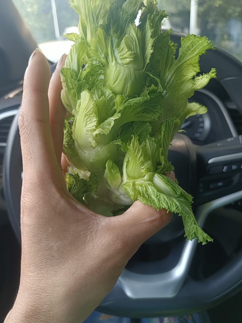儿菜，口感清脆，产地四川彭州新鲜早熟儿菜上市