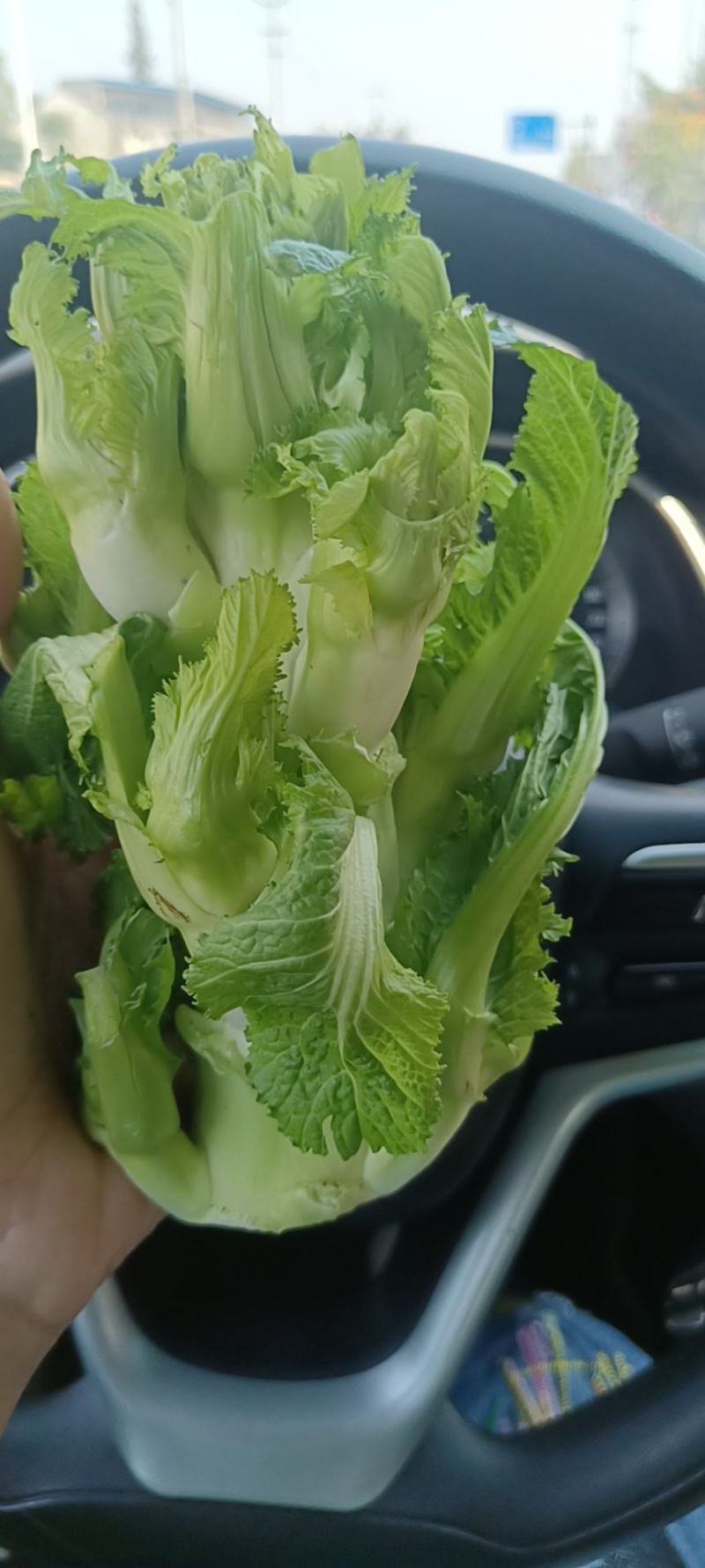 儿菜，口感清脆，产地四川彭州新鲜早熟儿菜上市