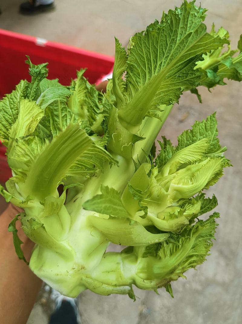 儿菜，口感清脆，产地四川彭州新鲜早熟儿菜上市