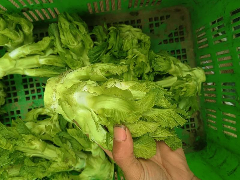 儿菜，口感清脆，产地四川彭州新鲜早熟儿菜上市