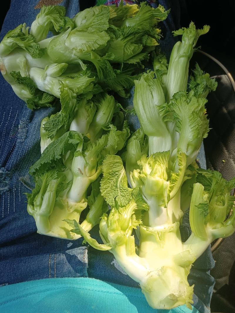 儿菜，口感清脆，产地四川彭州新鲜早熟儿菜上市