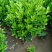小叶黄杨产地直发，易成活物美价廉，冠幅较好，无病虫害