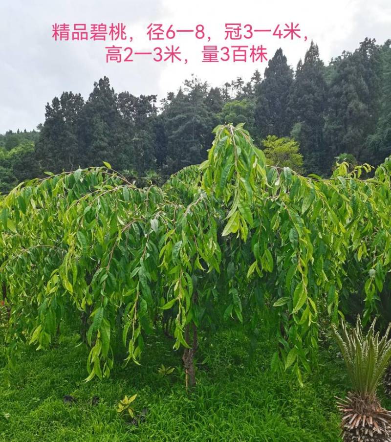 精品垂枝碧桃