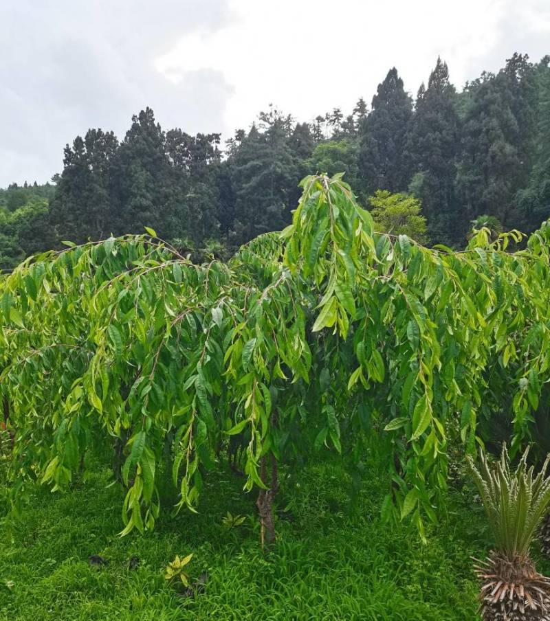 精品垂枝碧桃