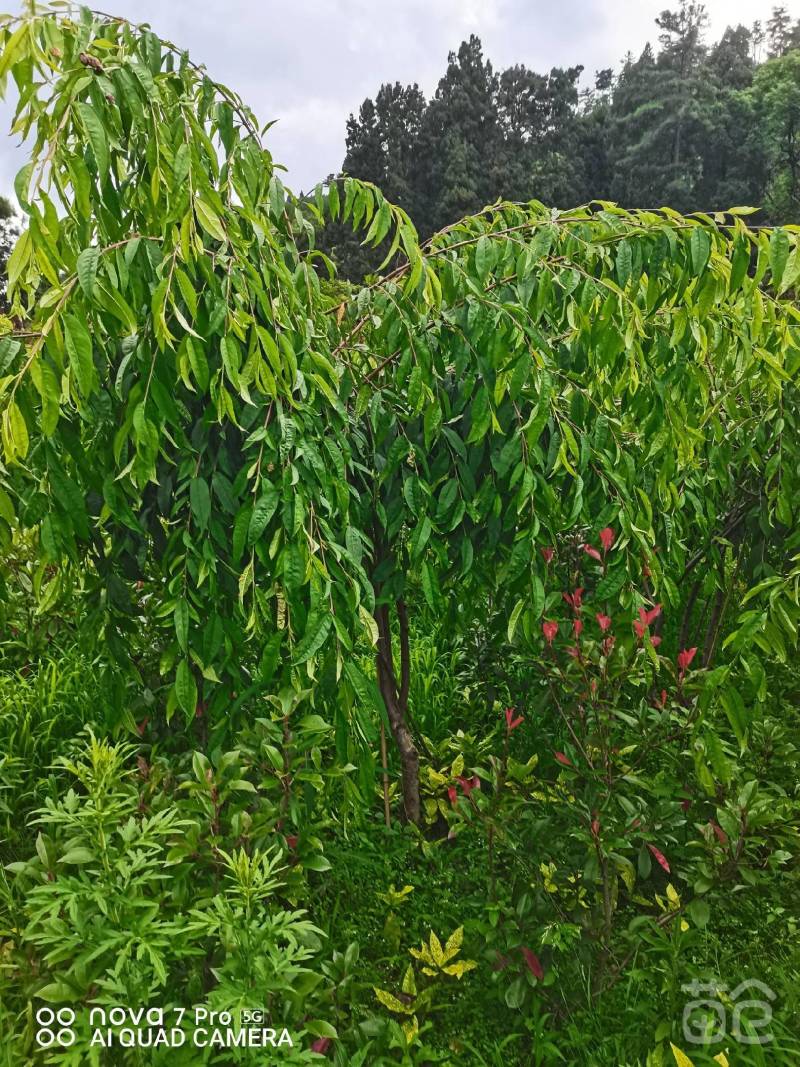 精品垂枝碧桃
