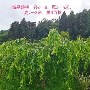 精品垂枝碧桃