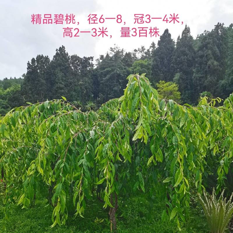 精品垂枝碧桃