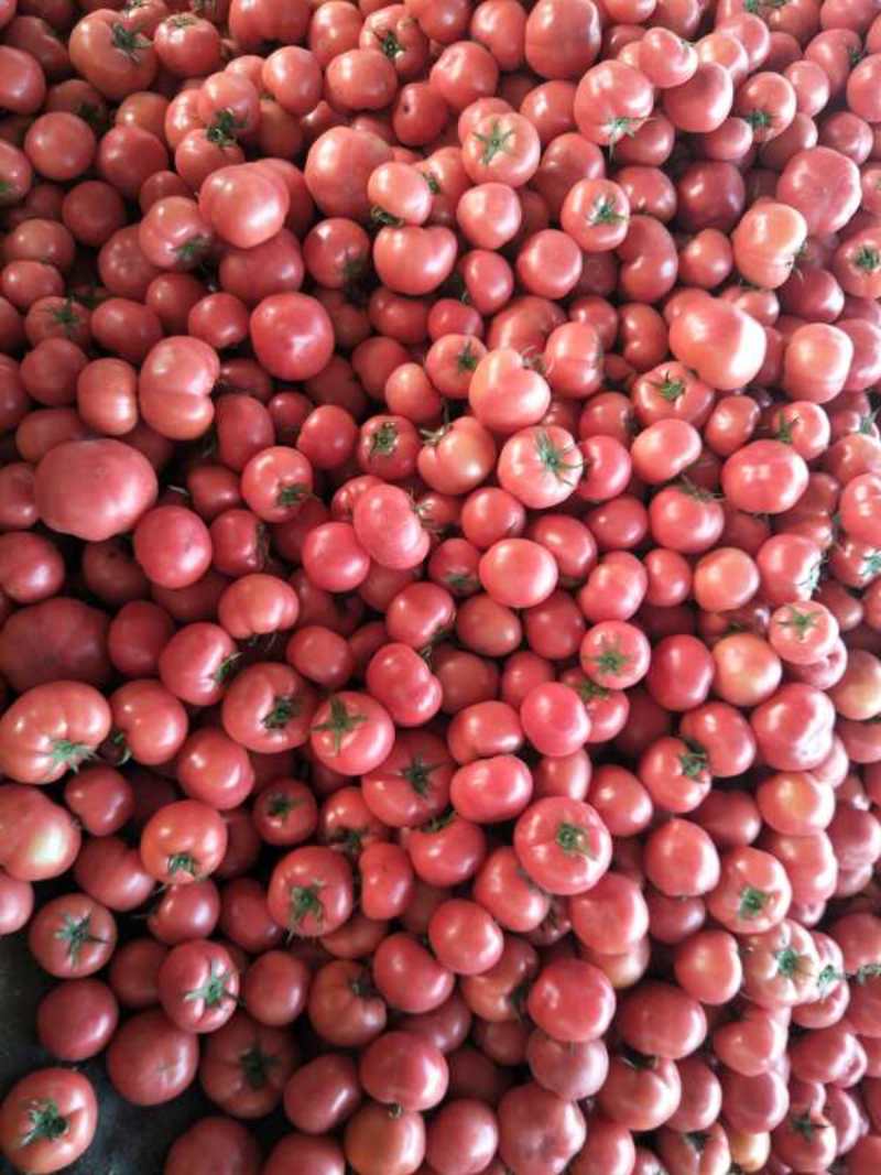 大红西红柿，山东大红西红柿，一手货源，诚信代发