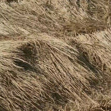 精品稻草