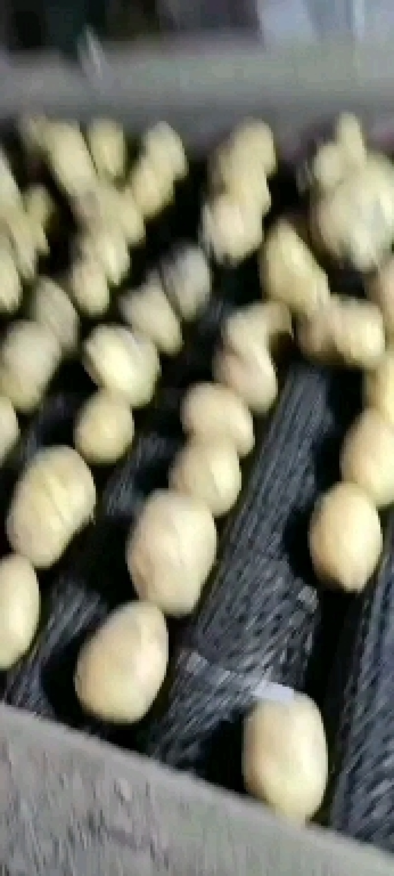 土豆，产地一手货源，质量好，耐储存，耐运输，欢迎来电