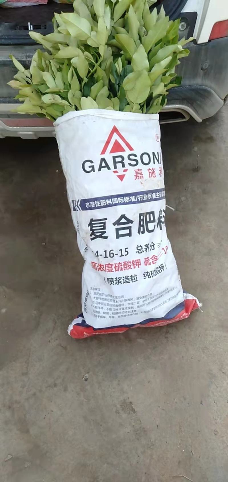 红心蜜柚苗，嫁接蜜柚苗，支持线上保障交易