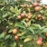 油茶果油茶籽野生油茶果老品种