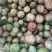 油茶果油茶籽野生油茶果老品种
